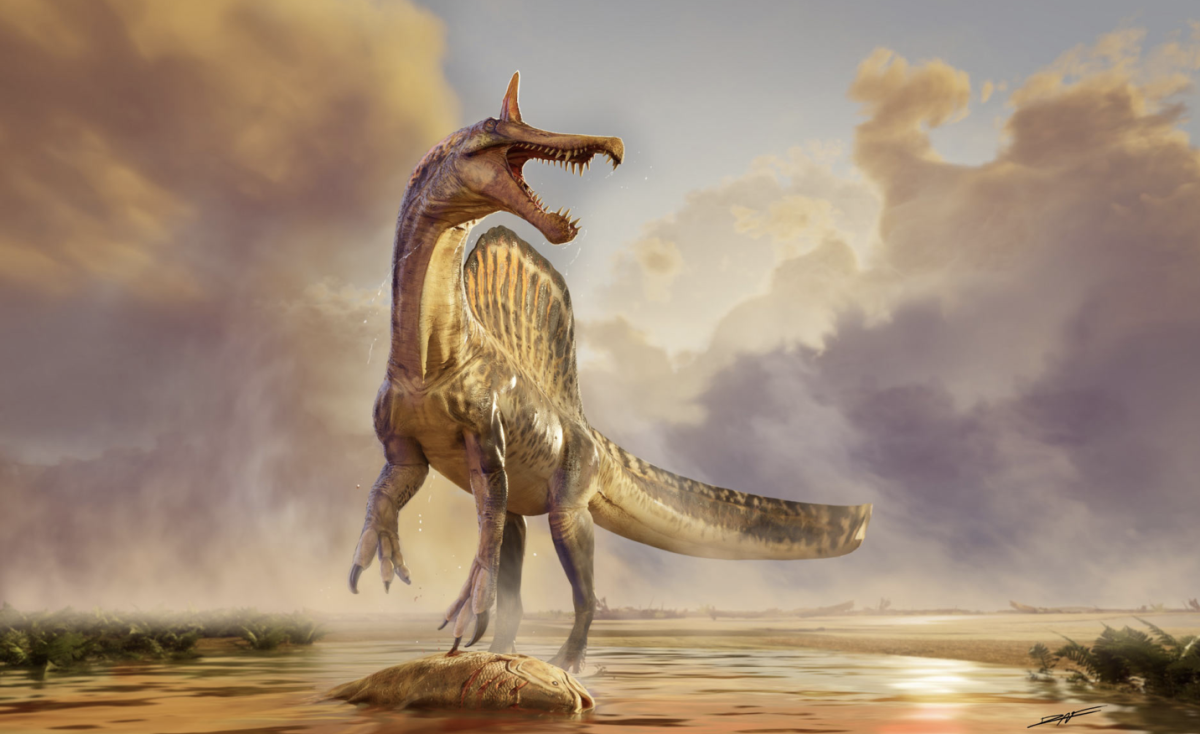 A rendition of what Spinosaurus Mirabilis is believed to look like. 